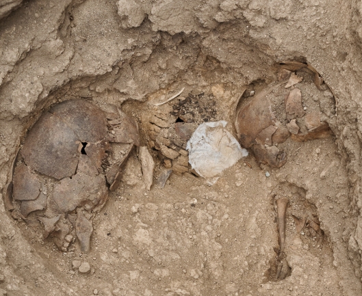 Western end of grave cut in northwest platform of Building 52 showing the tops of three juvenile skulls, one of which (center) is covered by a wooden object. The white tissue covering part of the wood was placed by the conservation team to hold it in place.