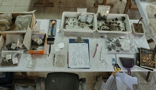 Processing skeletal material from B.52 in the lab